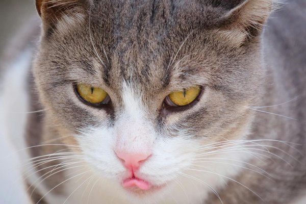 How Does the UK Health System Adapt to Technological Advancements?